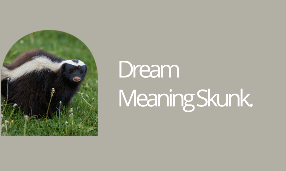 Dream Meaning Skunk
