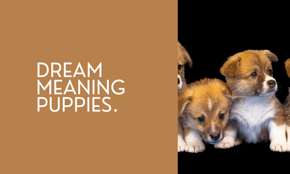Dream meaning puppies