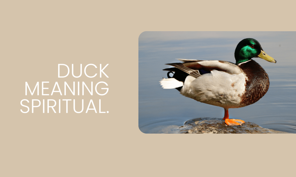 Duck Meaning Spiritual