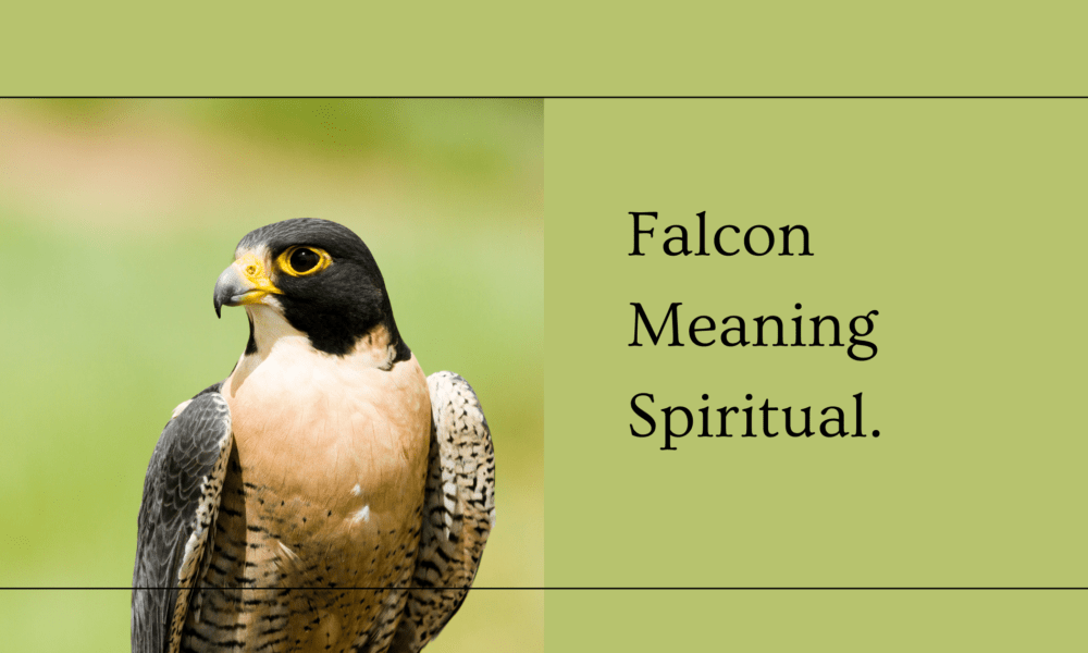 Falcon Meaning Spiritual
