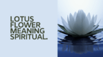 Lotus Flower meaning Spiritual