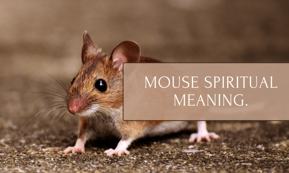 Mouse Spiritual Meaning