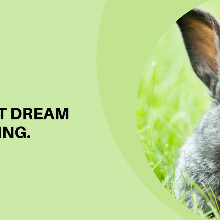 Rabbit Dream Meaning Meltblogs Rabbit Dream Meaning Meltblogs