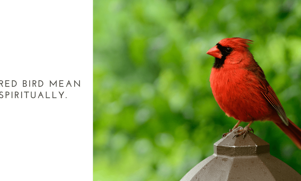 Red bird mean spiritually