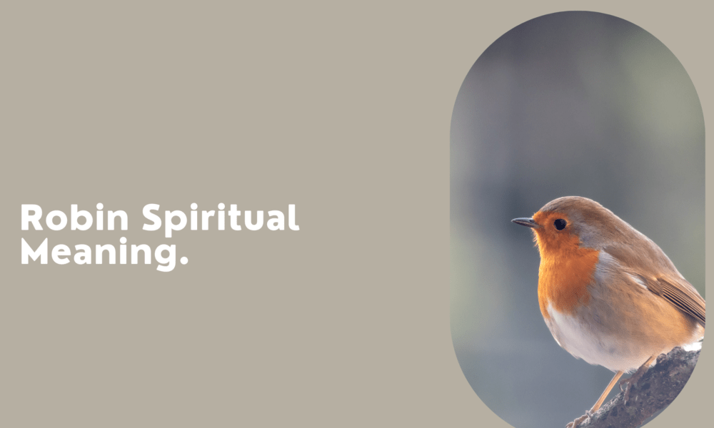 Robin Spiritual Meaning
