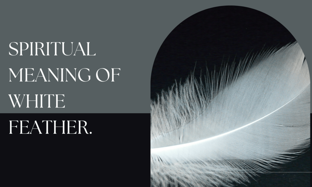 Spiritual Meaning of White Feather