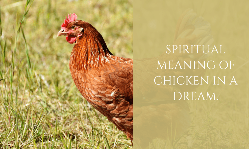 Spiritual meaning of Chicken in a Dream