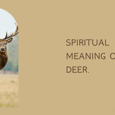 Spiritual meaning of Deer
