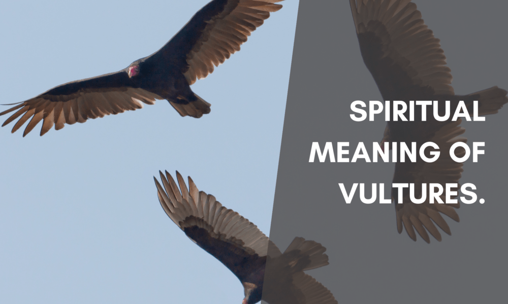 Spiritual meaning of Vultures