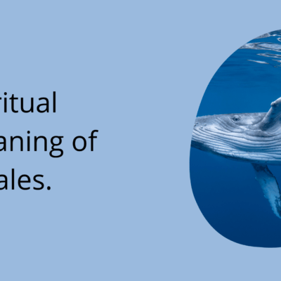 Spiritual meaning of Whales