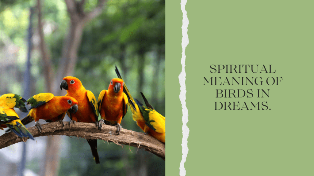 spiritual-meaning-of-birds-in-dreams-meltblogs