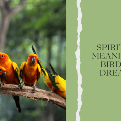 Spiritual meaning of birds in dreams