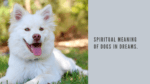 Spiritual meaning of dogs in dreams