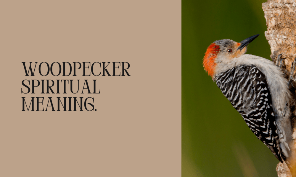 Woodpecker spiritual meaning