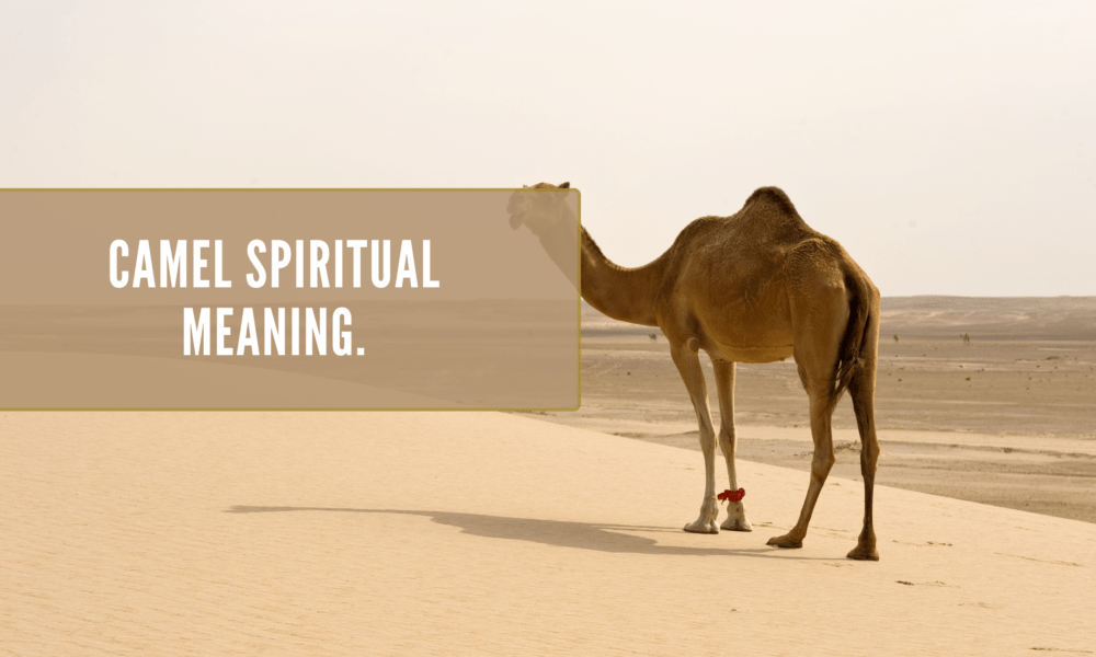 Camel Spiritual Meaning