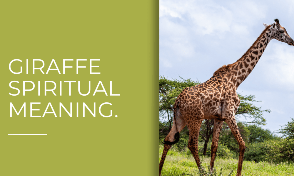 Giraffe Spiritual Meaning