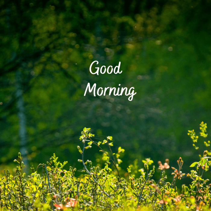 Good Morning Nature Images. - MELTBLOGS